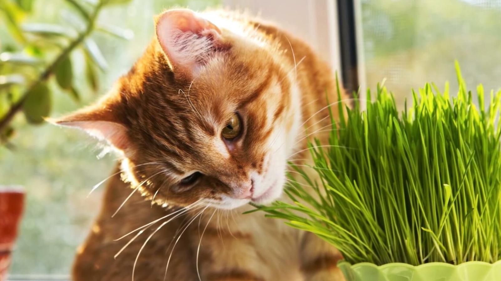 常给猫咪吃这些食物后果严重,猫咪投食的误区,你中了几条?