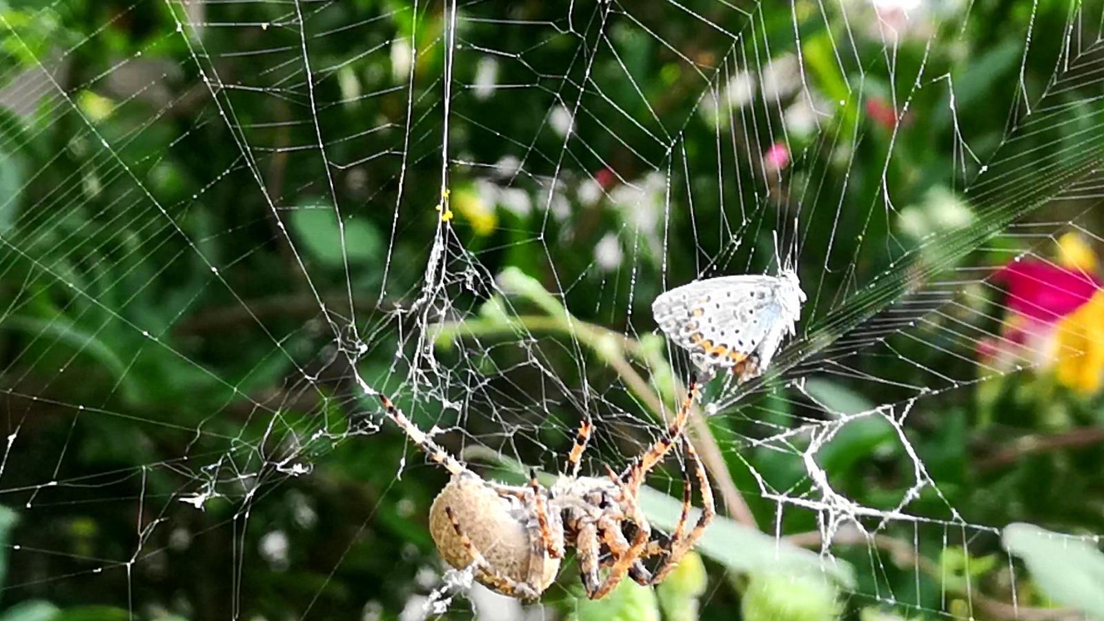 蜘蛛捕猎蝴蝶全过程