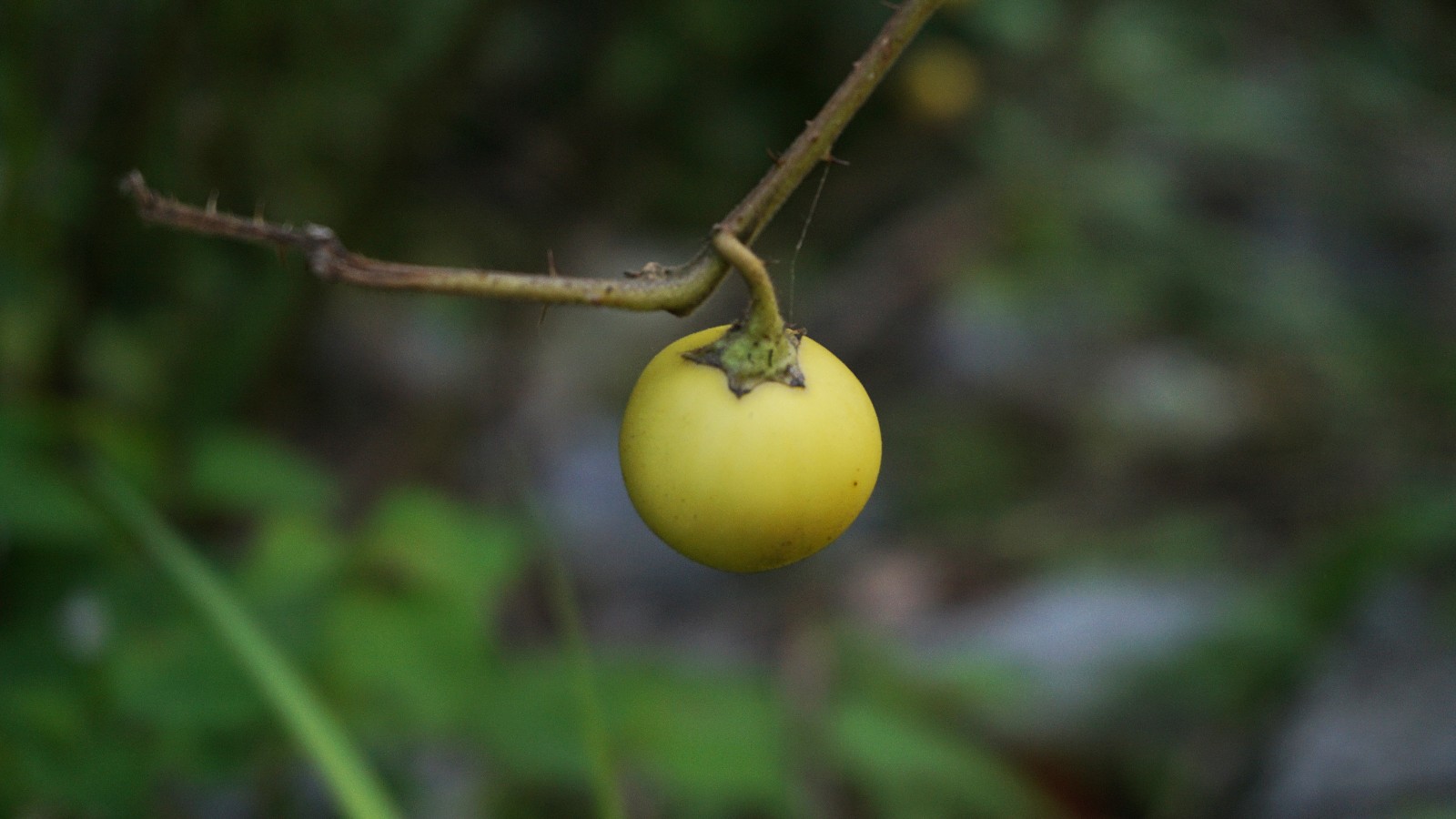 农村特有的刺苹果很多人都不认识