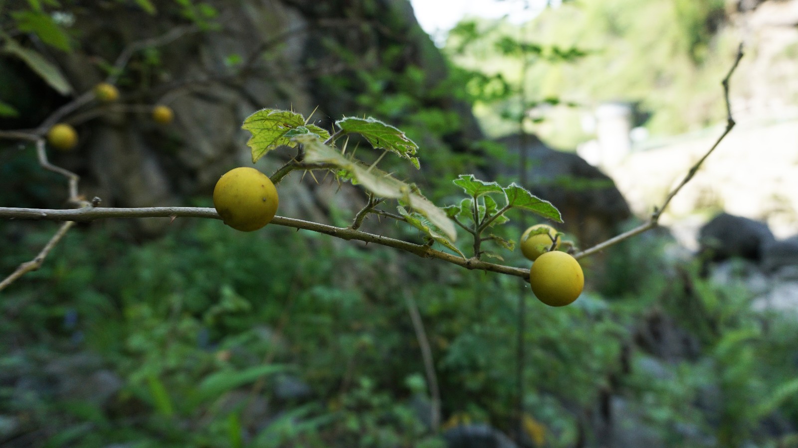 农村特有的刺苹果很多人都不认识