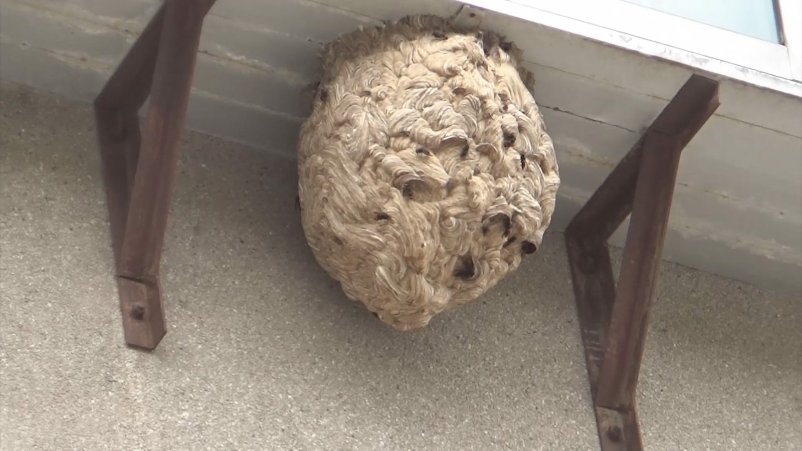 济南:消防捅掉直径半米多的马蜂窝 众蜂不肯离去围聚阳台|马蜂窝|马蜂