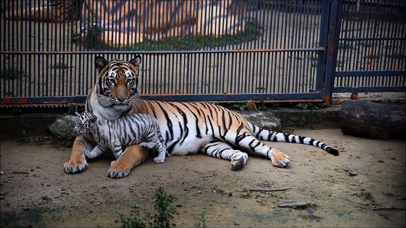 孟加拉国动物园白虎宝宝憨态可掬