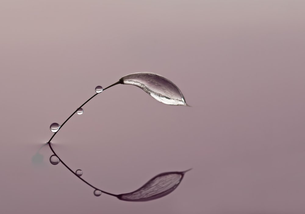 微距镜头下的水滴 | 挪威摄影师 heidi westum