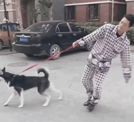 出门遛二哈,一个大男人都拉不住一条狗……!