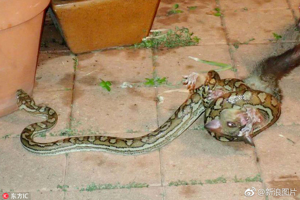 敬母爱!澳洲负鼠妈妈勇斗蟒蛇 救下宝宝