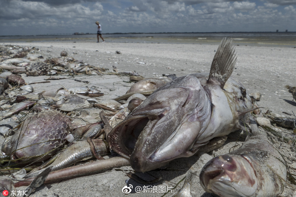 触目惊心!美国沿海现大量巨型死鱼_新浪看点