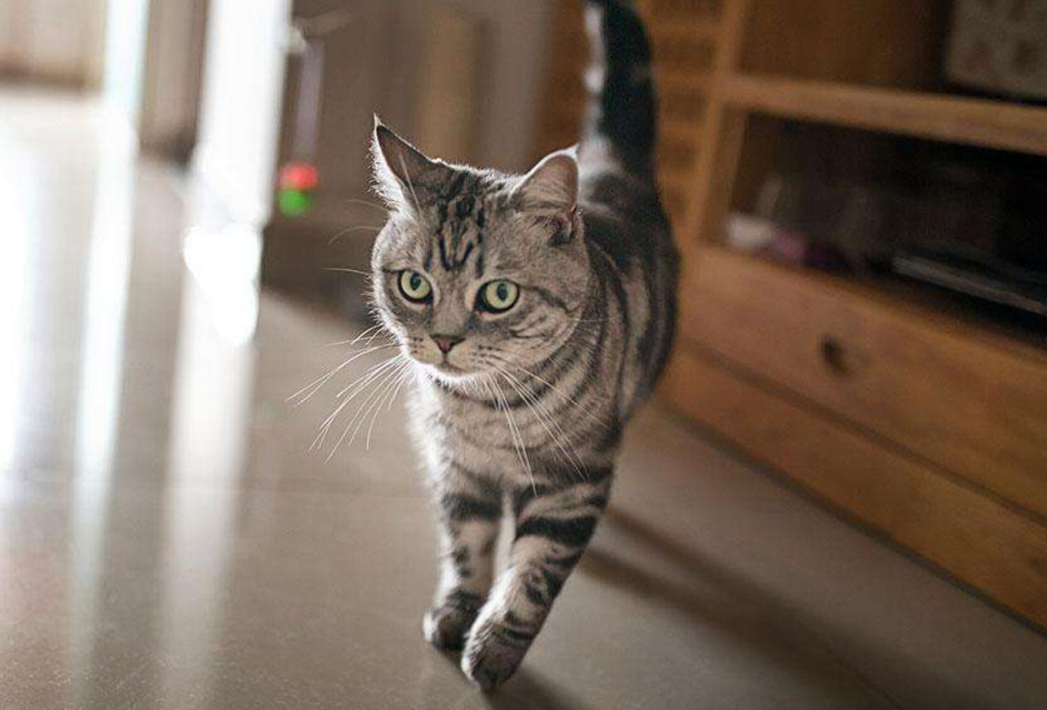 各位铲屎官,你家的喵星人会走猫步吗?