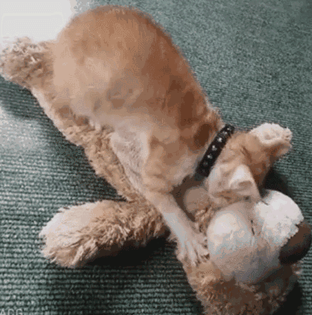 被猫咪踩奶才是养猫的最大乐趣,不服憋着!