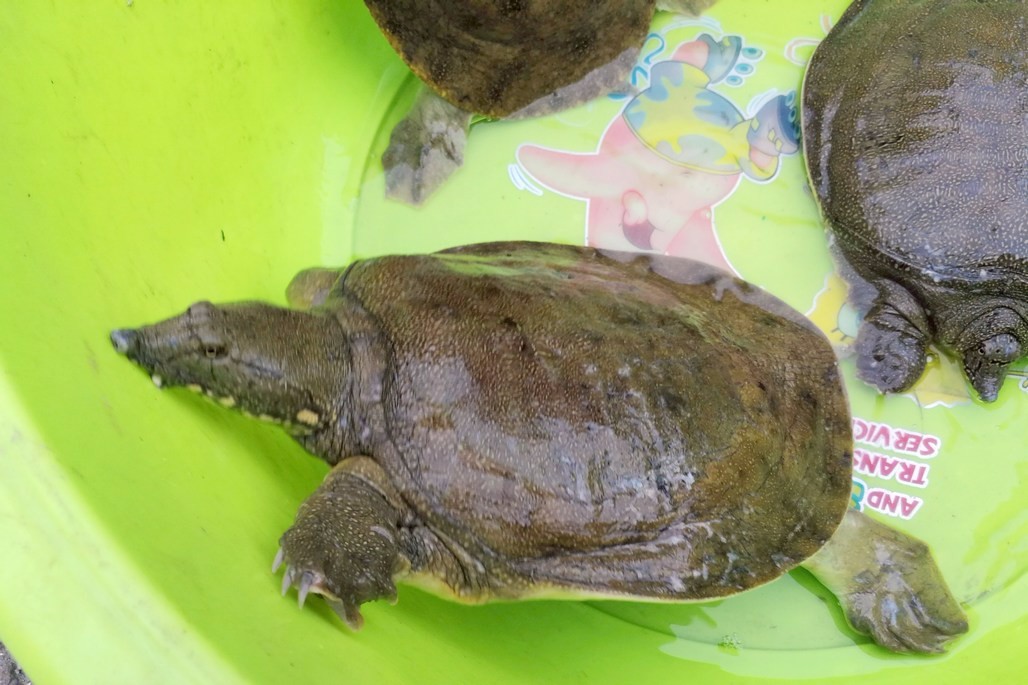 水库捕捞的野生鳖生性凶猛 120块钱一斤 摊贩带来3只2只秒卖