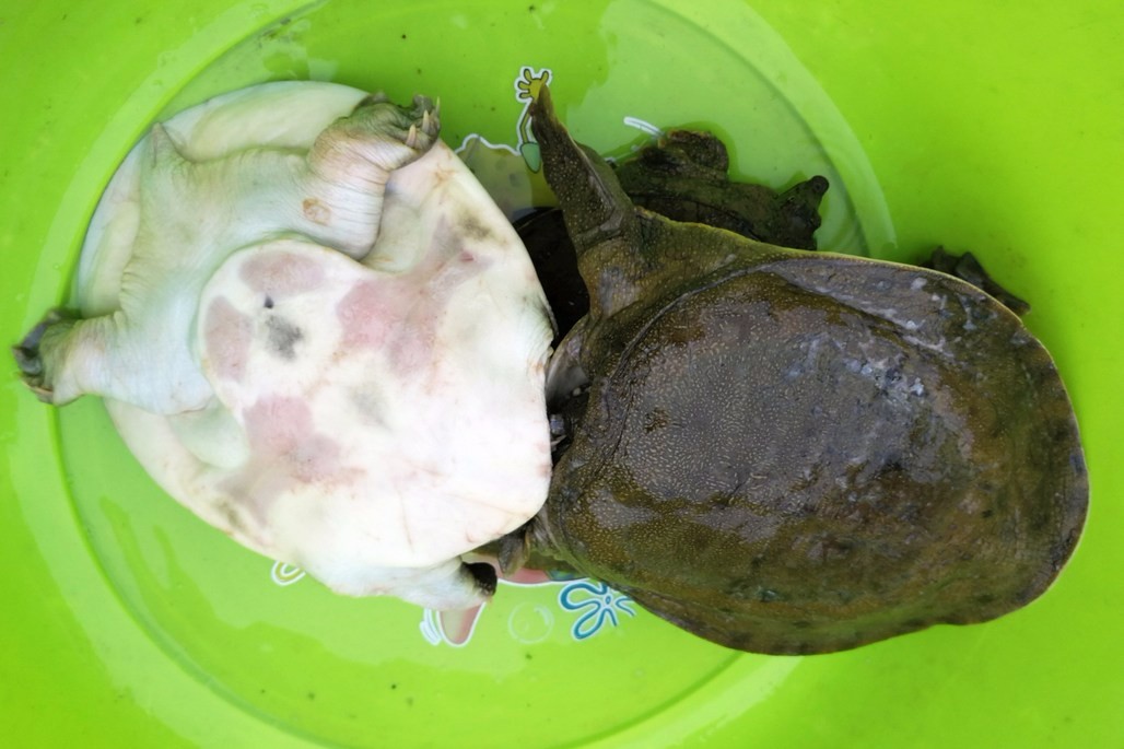 水库捕捞的野生鳖生性凶猛 120块钱一斤 摊贩带来3只2只秒卖