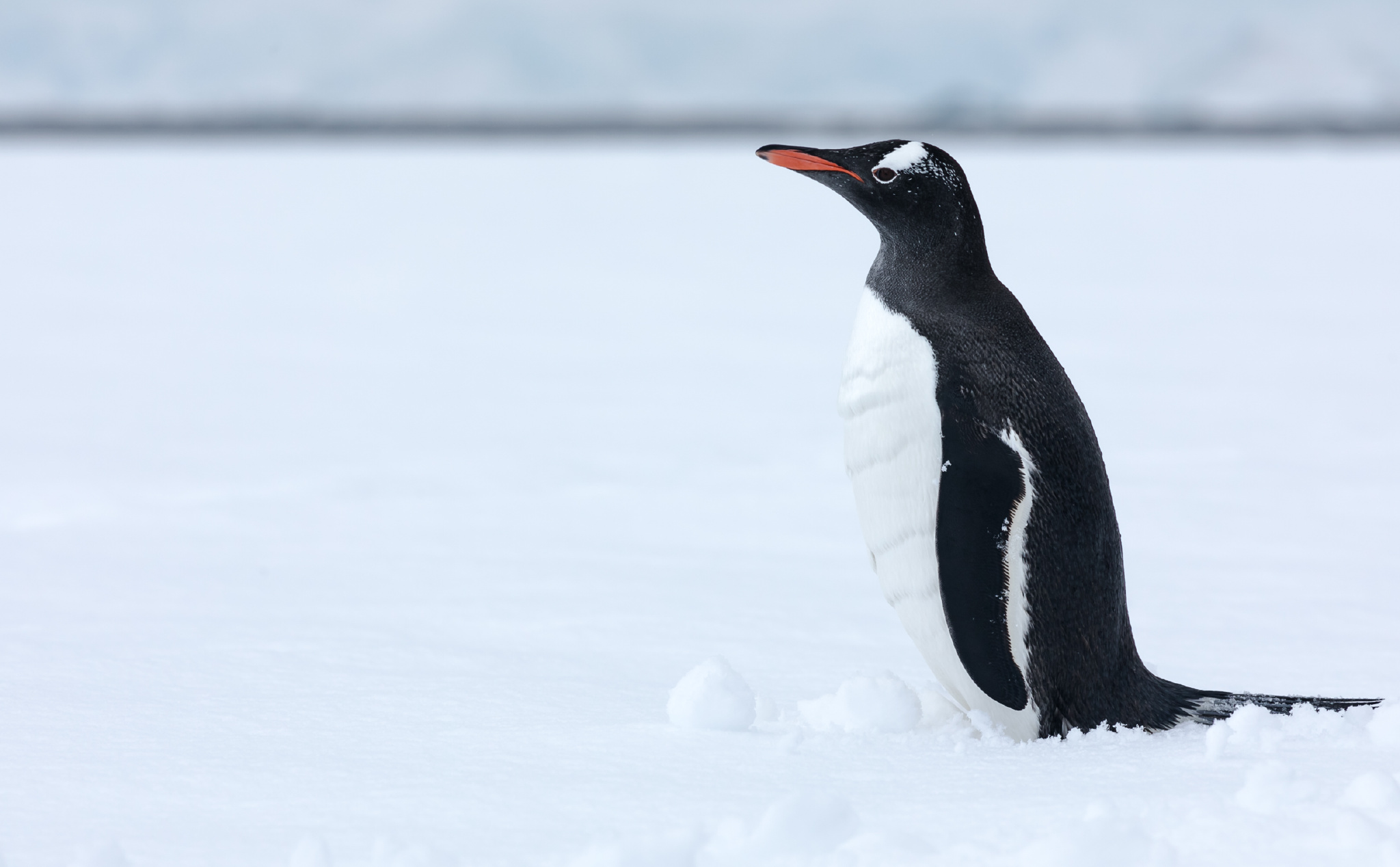 据说全球每年约4万人去南极旅游这里最常见的企鹅是越看越萌