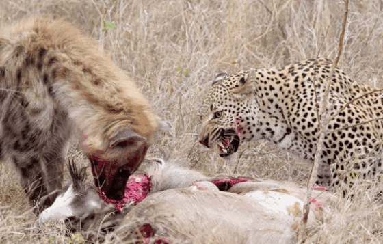 非洲大草原上的生死敌手, 花豹vs鬣狗