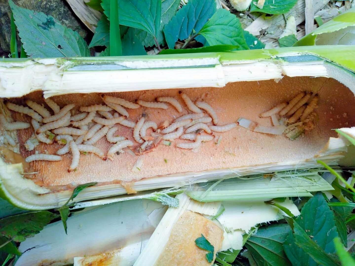 逆天虫子长62.4厘米 中国现世界最长竹节虫 - 封面新闻