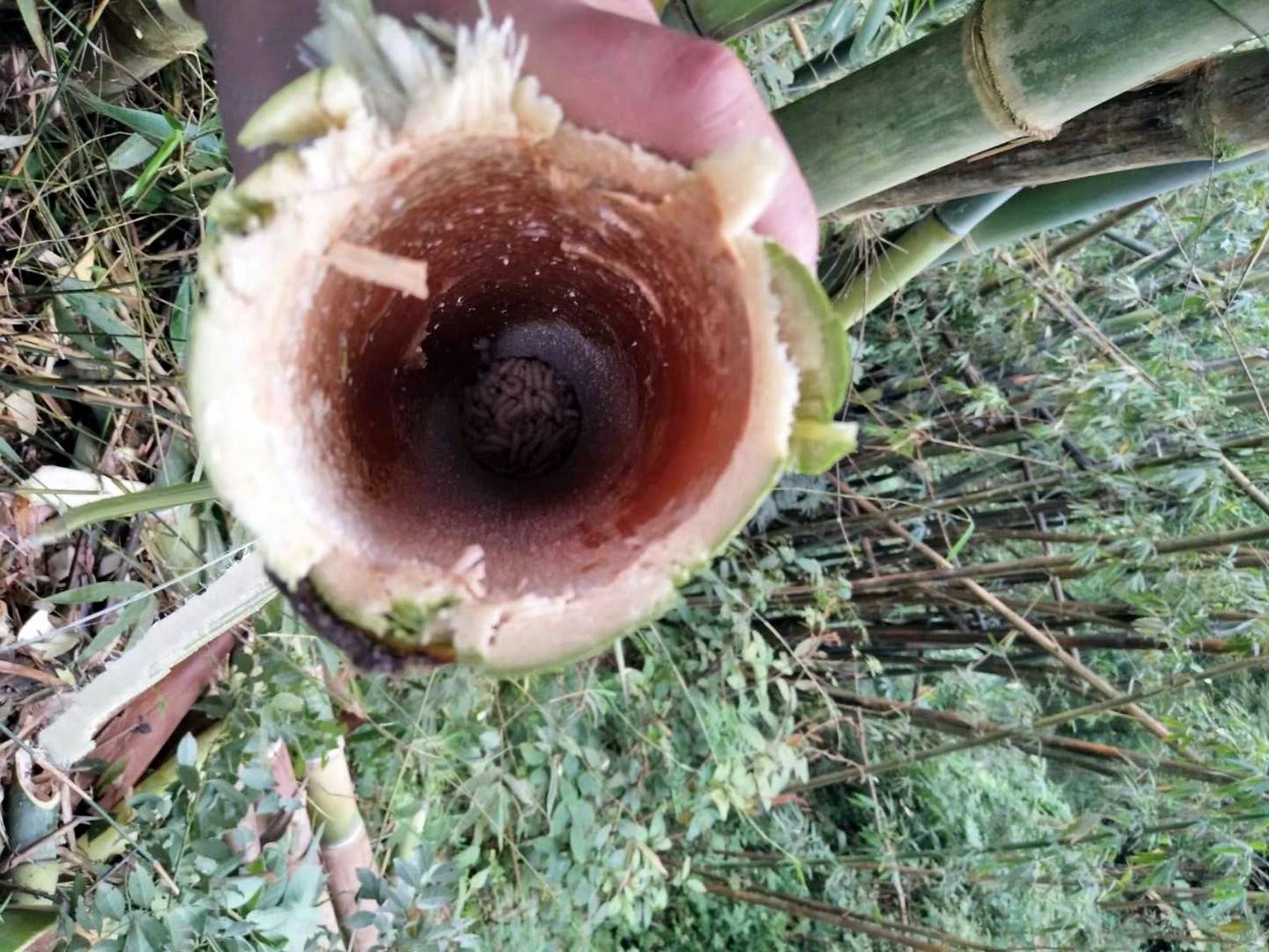 深山里的美味竹虫一斤能卖150元