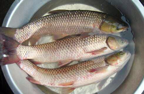 赣南鱼鲜录:鲩鱼