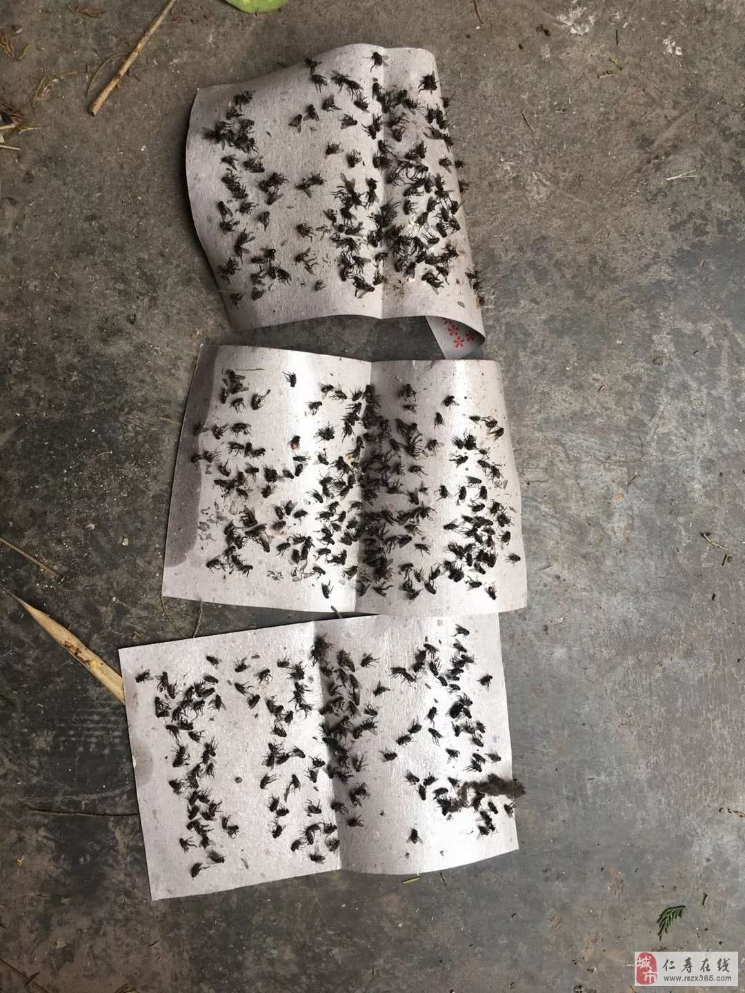 仁寿龙门村苍蝇成灾,密集症慎点入!太恶心人了!