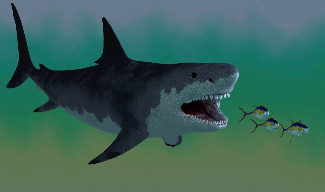 咬合力突破天际的巨齿鲨|巨齿|掠食者|鲨鱼_新浪新闻