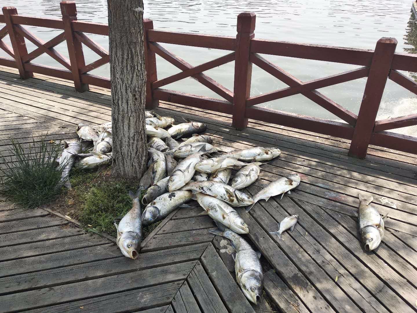 柘城生态北湖突被污染成死亡之湖,鱼全部"遇难",臭气熏天