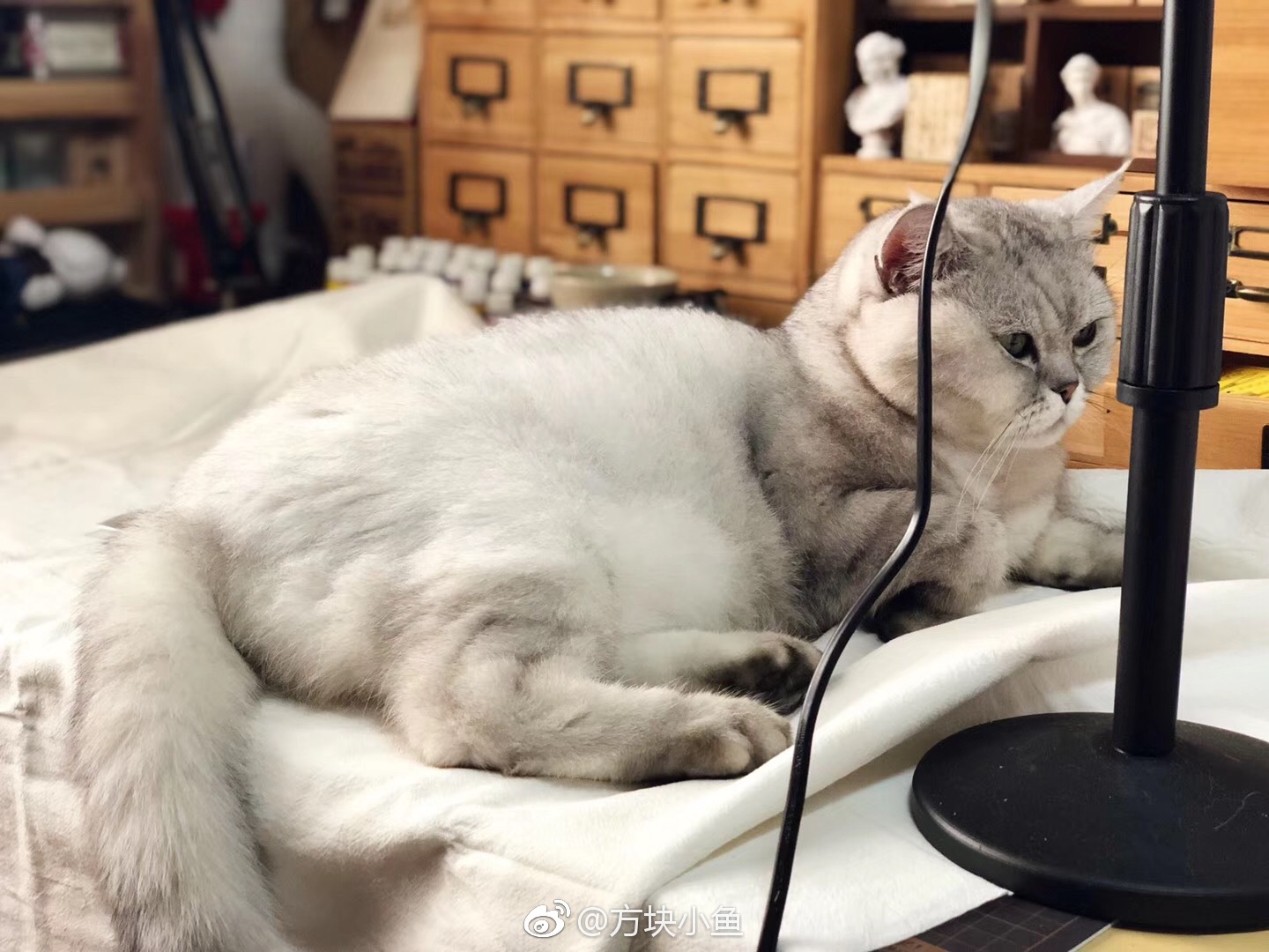 猫大人的日常不让干活