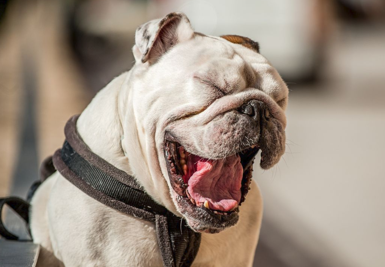 网友:有!斗牛犬了解一下