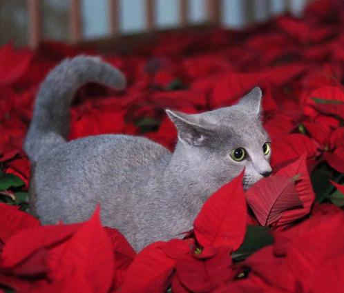 俄罗斯蓝猫,看过太多太多人说他是饿瘦了的英短蓝猫了