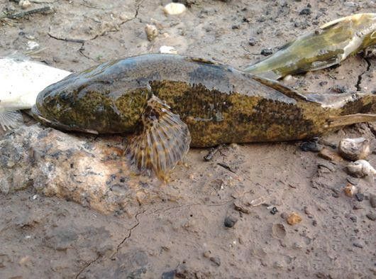 这种鱼有个特别霸气的名字以前见到也不捡现在百元一斤