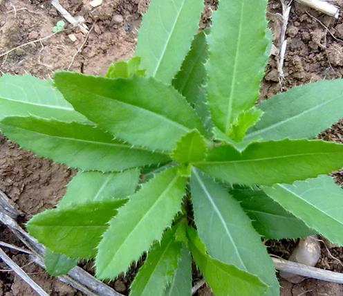 它曾是女性的福音现在很少人记得殊不知它是一种中药