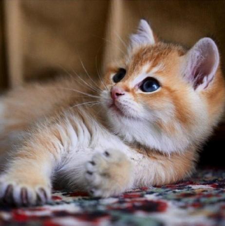 小猫咪|猫|小奶猫_新浪新闻