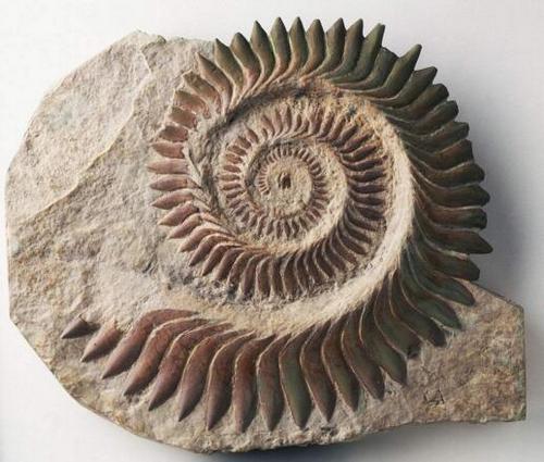 长着螺旋状牙齿的鲨鱼,在脊椎动物中首次出现,用来切割粉碎猎物|牙齿