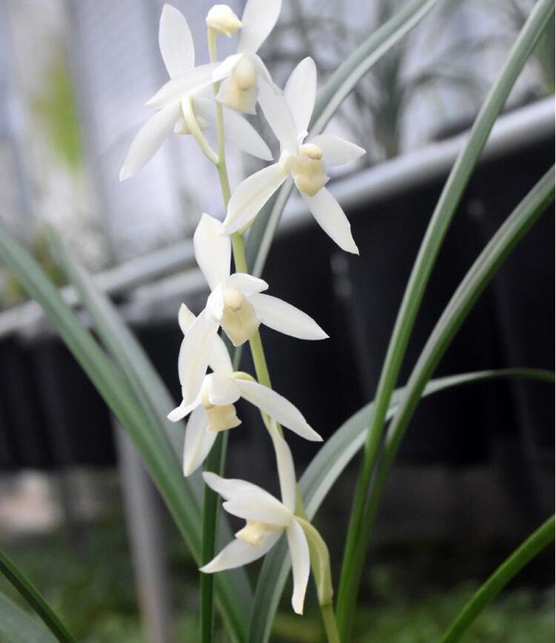 建兰四季兰花无尘开品