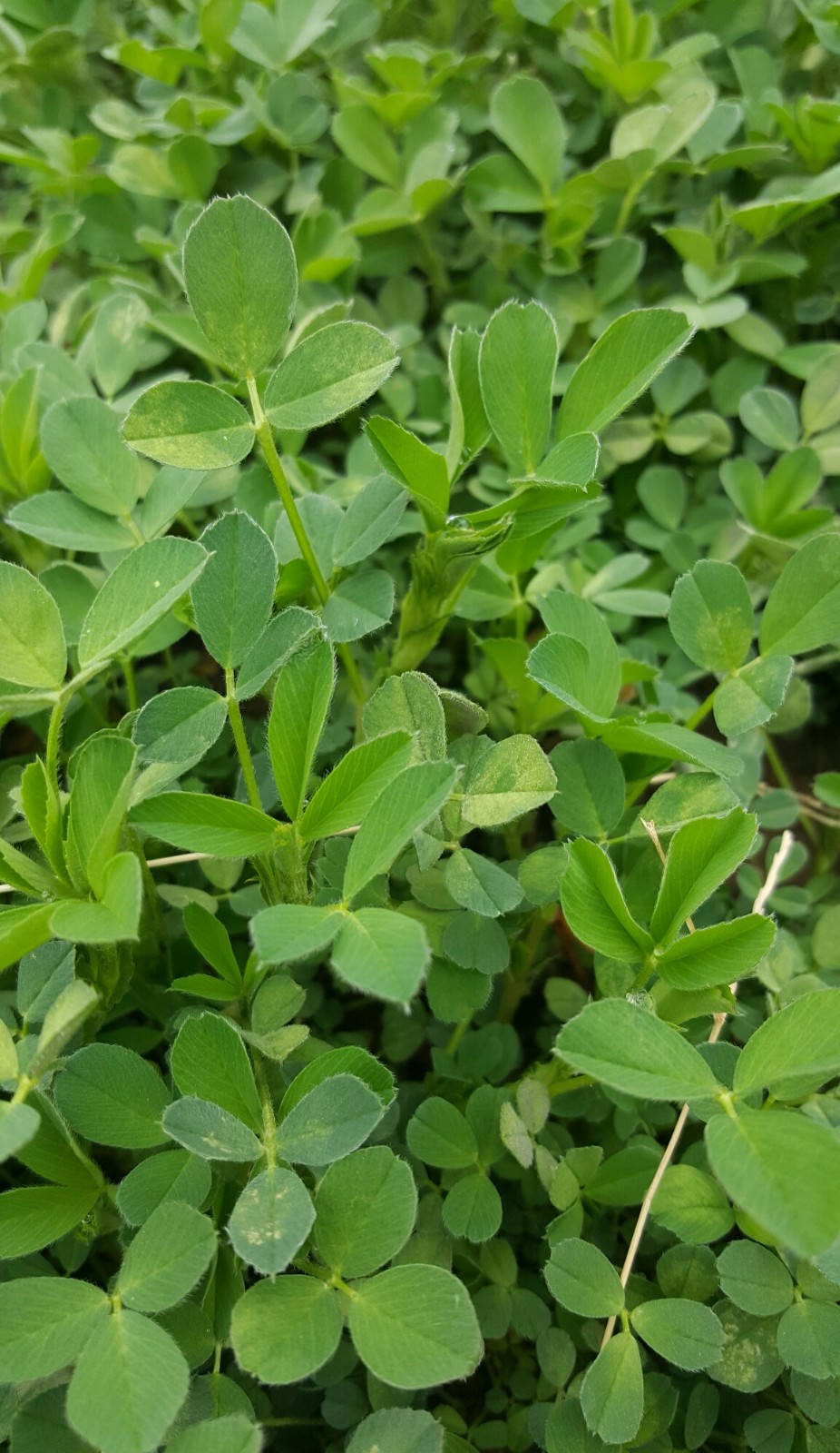 观叶识植物你知道它们开花结果的模样它们小时候你见过吗