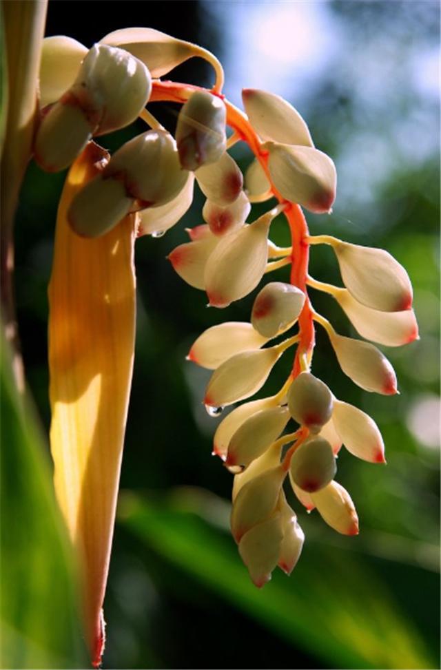 艳山姜盆景怎么做,这个技巧掌握好,效果非常好|艳山姜|盆栽|施肥_新浪