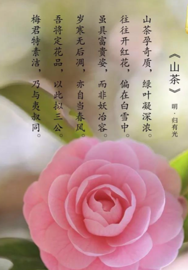 出生|山茶花|茉莉花_新浪新闻