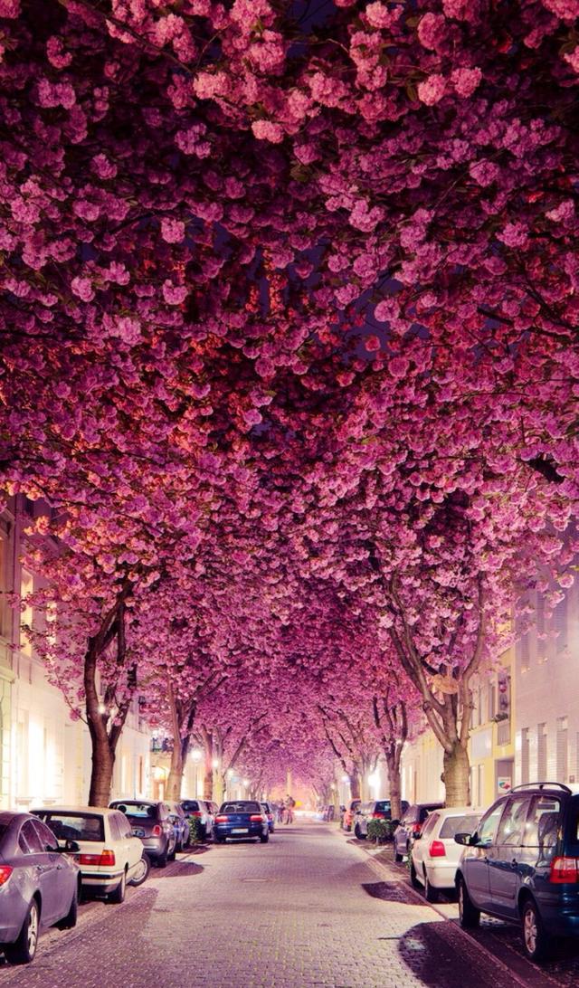 唯美手机壁纸待机画面锁屏背景图,喜欢请关注小编,每天大量推送