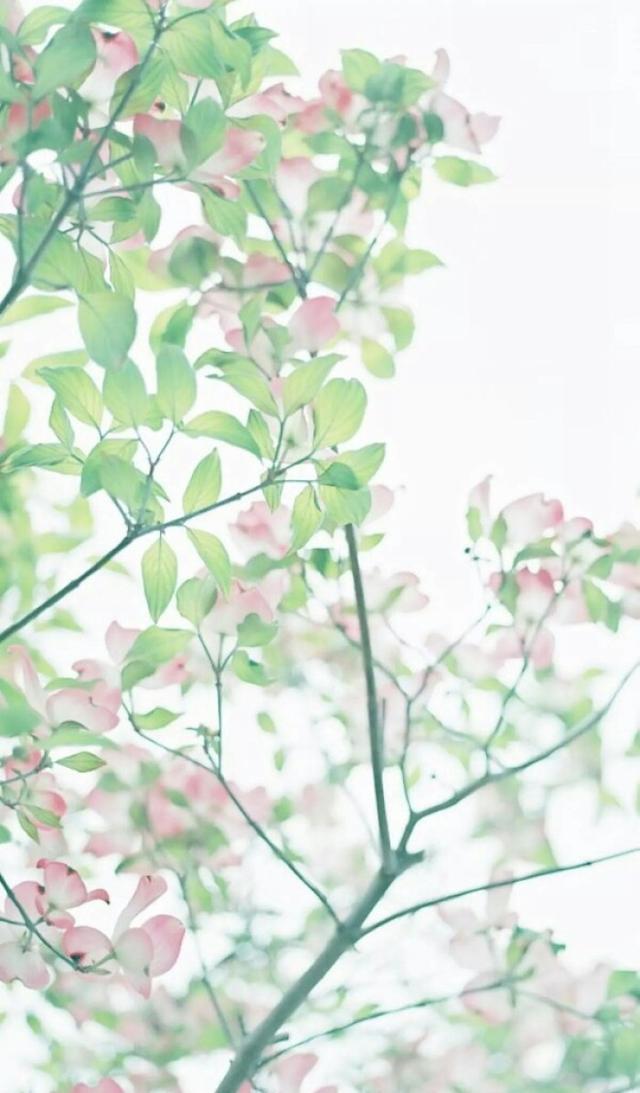 唯美手机壁纸待机画面锁屏背景图,喜欢请关注小编,每天大量推送