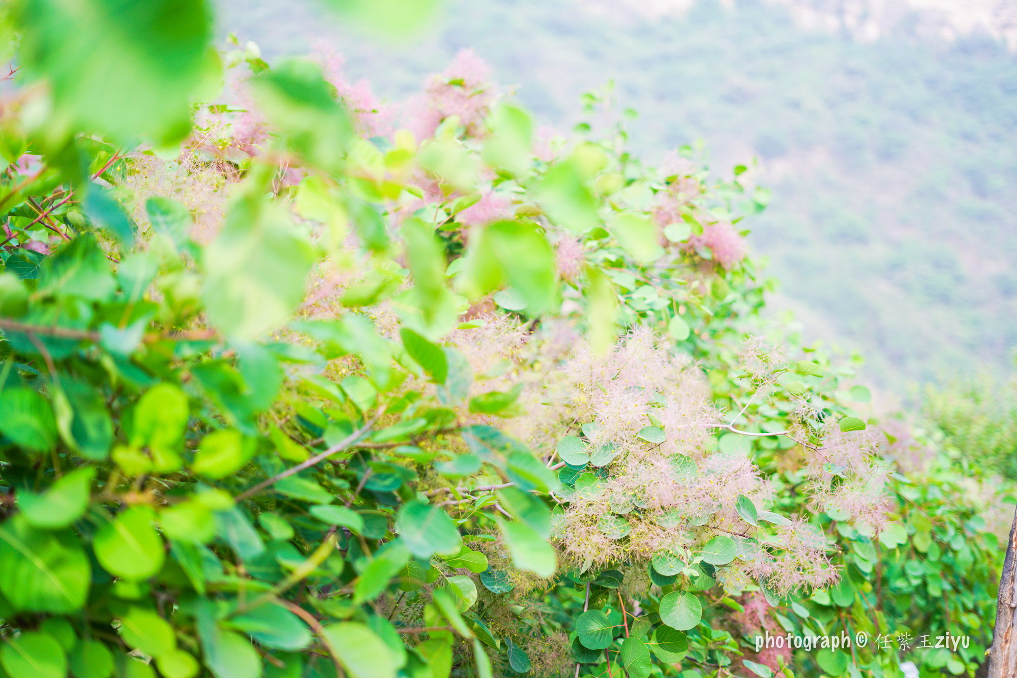 北京周边这里如仙境 粉色的春天开满黄栌花