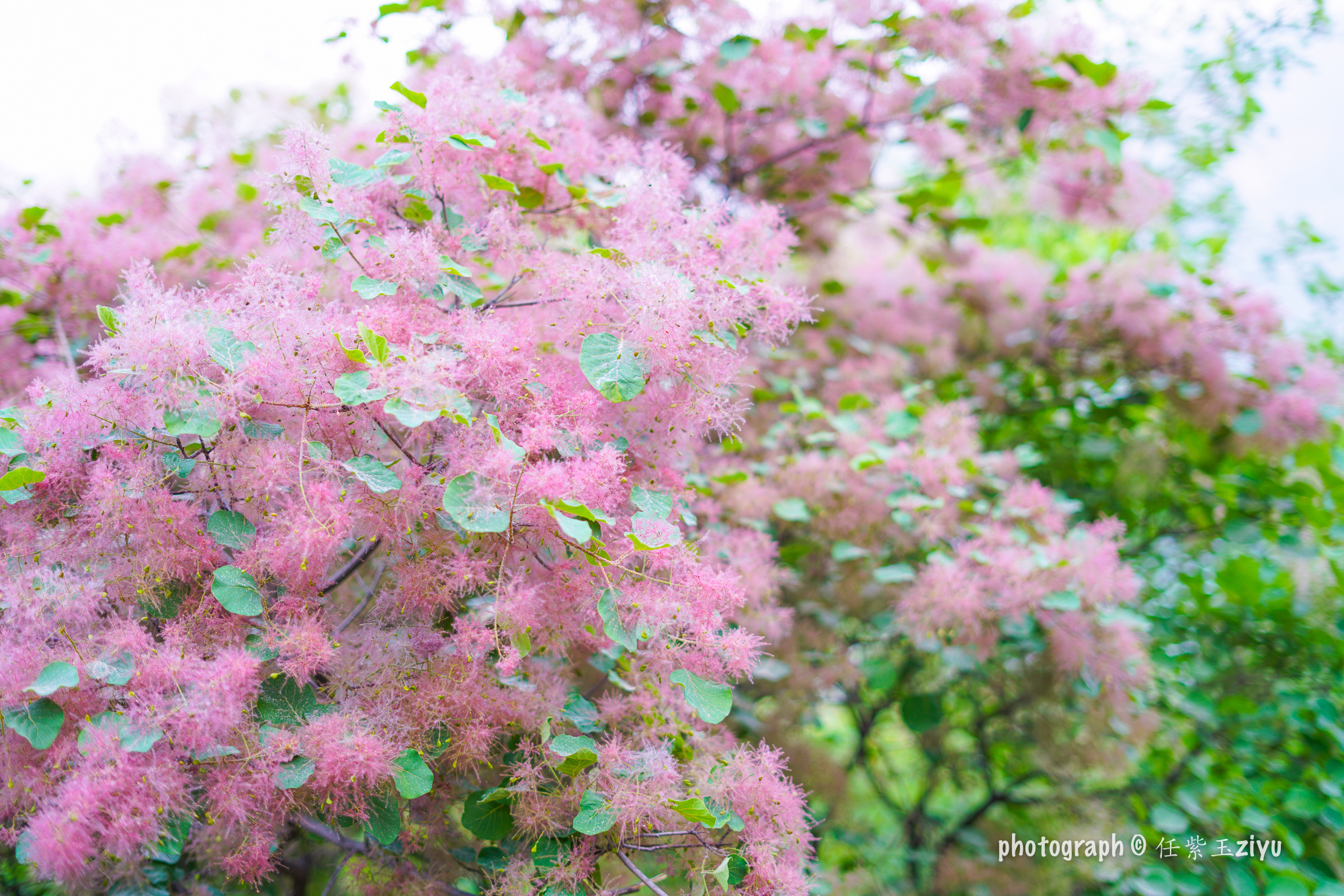 北京周边这里如仙境 粉色的春天开满黄栌花