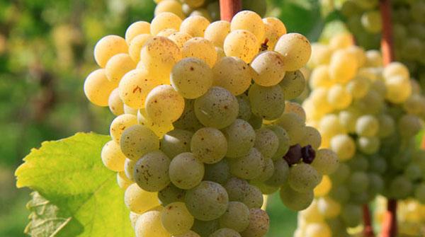 麝香葡萄是一种具有特殊芳香的葡萄品种,号称葡萄中的"香水"