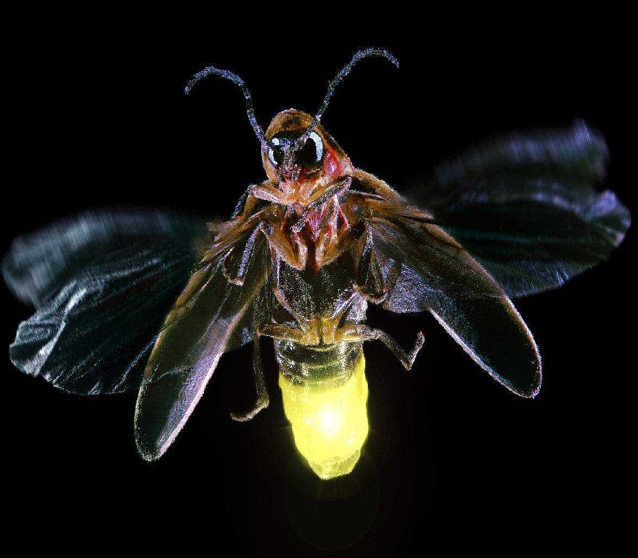 原来萤火虫不但种类繁多约2000种,而且还有生活