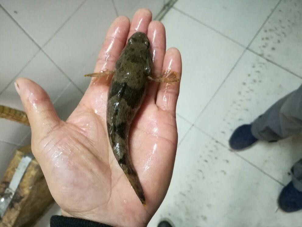 这种鱼有个特别霸气的名字,以前见到也不捡,现在百元一斤|鳢|沙塘|鱼