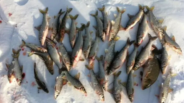 东北这些鱼,嘎嘎好吃!尤其第几种你都不知道叫啥!