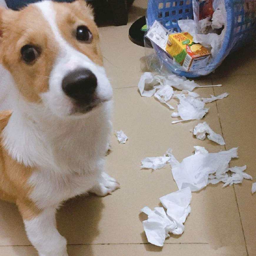 宠物趣事一箩筐