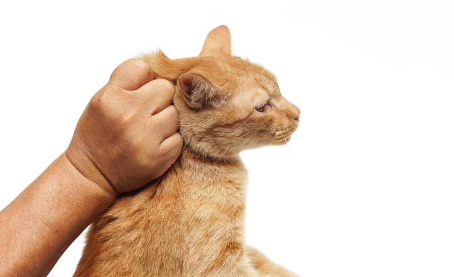 掐住猫咪的后颈肉就能让它们变乖?对于大猫来说,并非如此