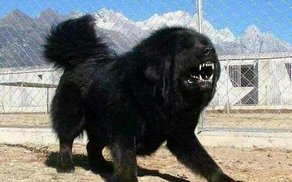 世界五大恶犬排行榜,中国藏獒排最后,美国比特犬称战神