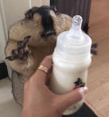 土拨鼠|奶瓶|生命_新浪新闻