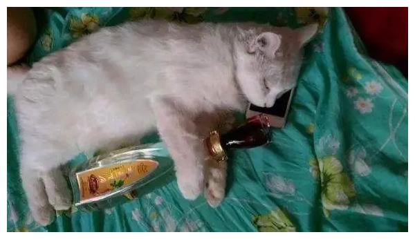 搞笑盘点喝醉酒的猫咪和二哈可以是姐妹淘