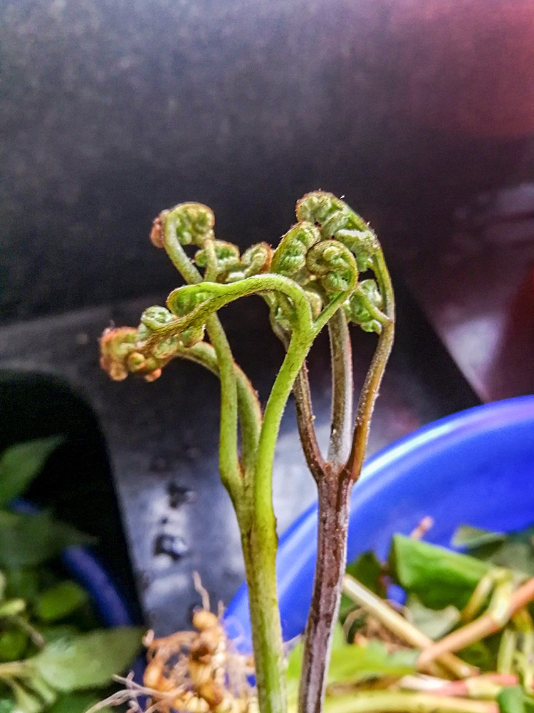 农村蕨菜很多研究显示有致癌物很多人已经不吃它我还吃