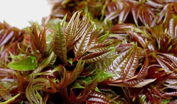 属于小时候的记忆这些野味你吃过几种