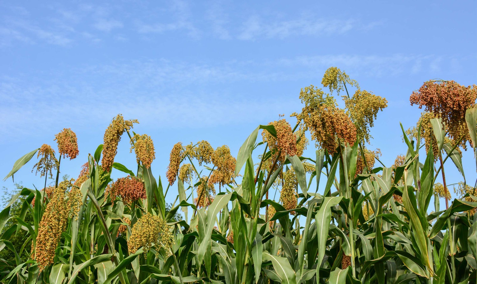 红高粱在蓝天下微笑在秋风里点头告诉人们成熟啦