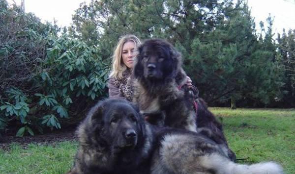 世界五大恶犬排行榜,中国藏獒排最后,美国比特犬称战神